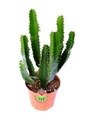 Euphorbia Acrurensis-Mükemmel Form Dev Boylara Ulaşır 20 cm Uzunluğunda -10,5 cm Saksıda