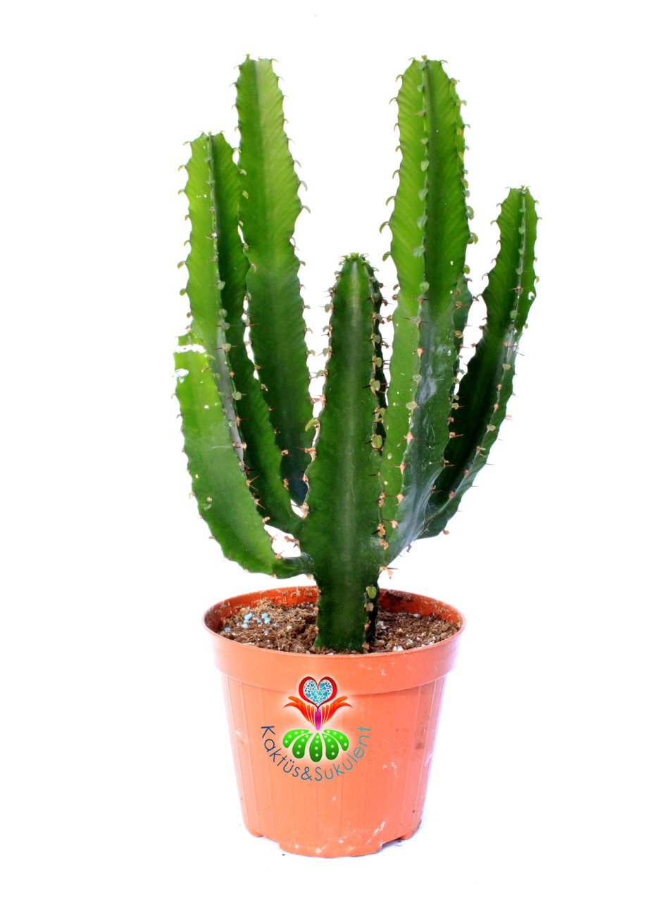 Euphorbia Acrurensis-Mükemmel Form Dev Boylara Ulaşır 20 cm Uzunluğunda -10,5 cm Saksıda