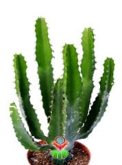 Euphorbia Acrurensis-Mükemmel Form Dev Boylara Ulaşır 20 cm Uzunluğunda -10,5 cm Saksıda