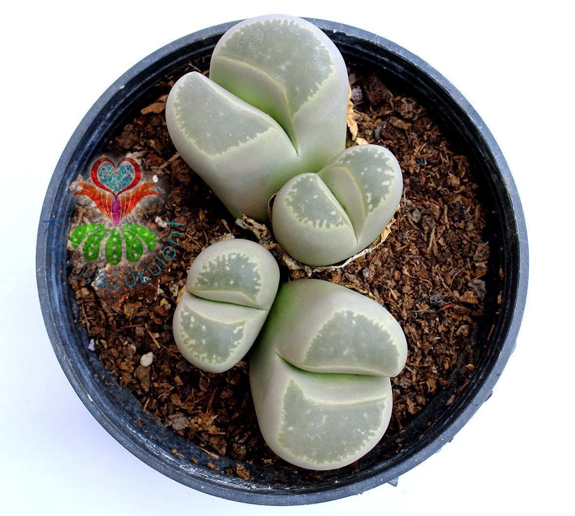 Lithops Olivacea C112-8,5 cm Saksıda Büyük Boy Yaşayan Taş Kaktüs-Altıntaş-Sarı Renk Çiçek Açar