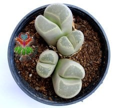 Lithops Olivacea C112-8,5 cm Saksıda Büyük Boy Yaşayan Taş Kaktüs-Altıntaş-Sarı Renk Çiçek Açar