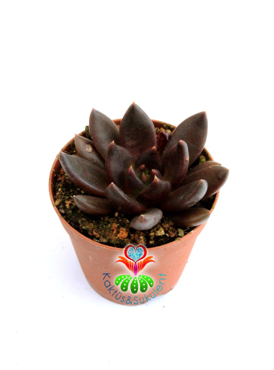 Echeveria Black Knight - Kara Şovalye Sukulent- Simsiyah Renk Sert Yapraklı- 5,5 cm Saksıda