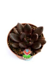 Echeveria Black Knight - Kara Şovalye Sukulent- Simsiyah Renk Sert Yapraklı- 5,5 cm Saksıda