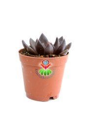Echeveria Black Knight - Kara Şovalye Sukulent- Simsiyah Renk Sert Yapraklı- 5,5 cm Saksıda