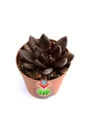 Echeveria Black Knight - Kara Şovalye Sukulent- Simsiyah Renk Sert Yapraklı- 5,5 cm Saksıda