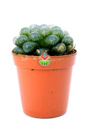 Haworthia Cooperi Var. TRUNCATA - Su Damlası Yapraklı-Orijinal Cooperi Nadir Tür-5,5 cm Saksıda Süper Fiyat