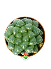 Haworthia Cooperi Var. TRUNCATA - Su Damlası Yapraklı-Orijinal Cooperi Nadir Tür-5,5 cm Saksıda Süper Fiyat