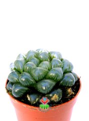 Haworthia Cooperi Var. TRUNCATA - Su Damlası Yapraklı-Orijinal Cooperi Nadir Tür-5,5 cm Saksıda Süper Fiyat