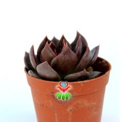 Echeveria Black Prince- Kara Prens Sukulent- Koyu Kahverengi- Siyah Renk Yapraklı- 5,5 cm Saksıda
