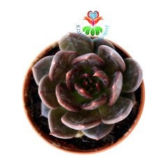 Echeveria Black Prince- Kara Prens Sukulent- Koyu Kahverengi- Siyah Renk Yapraklı- 5,5 cm Saksıda