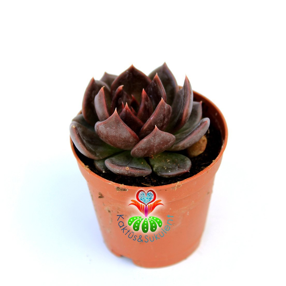 Echeveria Black Prince- Kara Prens Sukulent- Koyu Kahverengi- Siyah Renk Yapraklı- 5,5 cm Saksıda