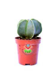 Astrophytum Myriostigma Nudum -DİKENSİZ NADİR TÜR -5,5 cm saksıda-Teraryum,Kaktus