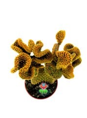 Opuntia Microdasys Pallida Cristata-12 cm Saksıda-Sıradışı Formlu Kaktüs