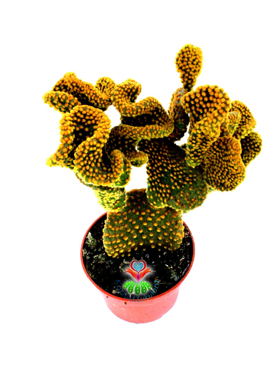 Opuntia Microdasys Pallida Cristata-12 cm Saksıda-Sıradışı Formlu Kaktüs