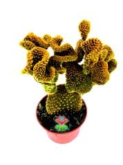 Opuntia Microdasys Pallida Cristata-12 cm Saksıda-Sıradışı Formlu Kaktüs