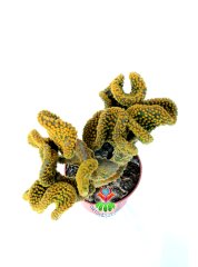 Opuntia Microdasys Pallida Cristata-12 cm Saksıda-Sıradışı Formlu Kaktüs