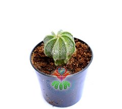 Astrophytum Capricorne Niveum Nudum -ÇOK NADİR TÜR-5,5 cm saksıda-Teraryum,Sukulent