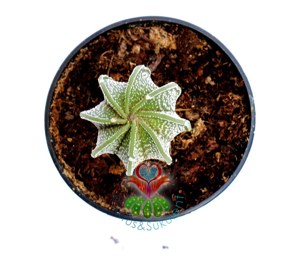 Astrophytum Capricorne Niveum Nudum -ÇOK NADİR TÜR-5,5 cm saksıda-Teraryum,Sukulent