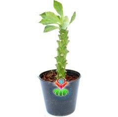 Monadenium Guentheri-5,5 cm Saksıda-Çok Nadir Tür Sukulent- Beyaz Renk Çiçek Açar