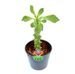 Monadenium Guentheri-5,5 cm Saksıda-Çok Nadir Tür Sukulent- Beyaz Renk Çiçek Açar