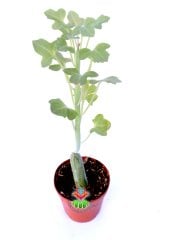 Senecio Articulatus 5,5 cm Saksılı Sıradışı Sukulent Türü