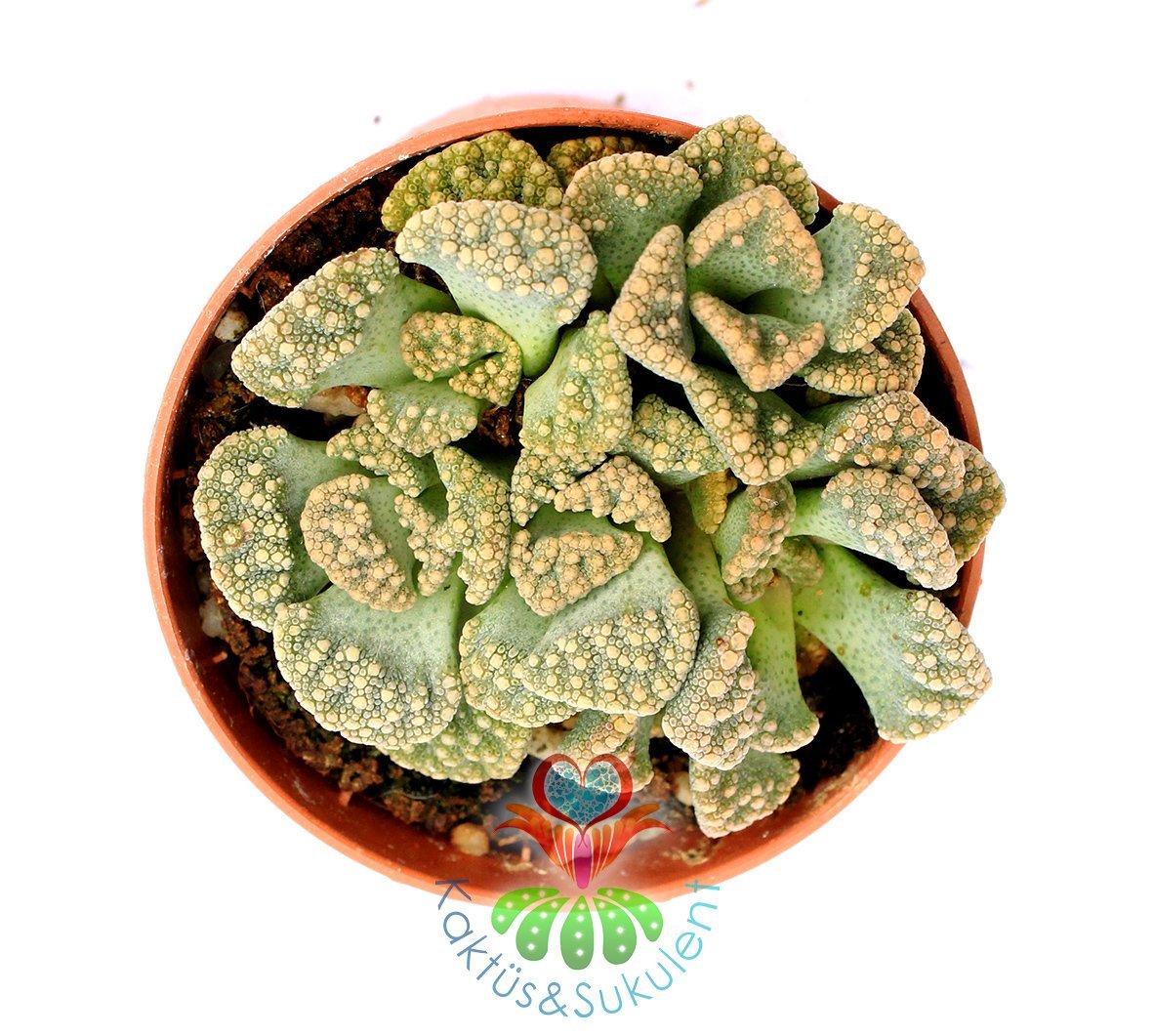 Titanopsis Calcarea-Mesemb-Sarı Renk Çiçek Açar- 5,5 cm saksıda -Teraryum,Kaktüs,Sukulent