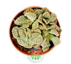 Titanopsis Calcarea-Mesemb-Sarı Renk Çiçek Açar- 5,5 cm saksıda -Teraryum,Kaktüs,Sukulent