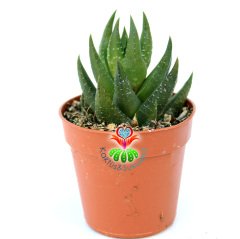 Haworthia Glabrata-Sert Koyu Yeşil Renk Yapraklı-Nadir Tür Haworthia- 5,5 cm Saksıda