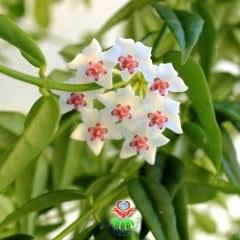 Hoya Bella- Nadir Tür Mum Çiçeği - 10 cm Sarkaç Saksıda 40+ cm Uzunluğunda,Kokulu Çiçekli
