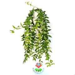Hoya Bella- Nadir Tür Mum Çiçeği - 10 cm Sarkaç Saksıda 40+ cm Uzunluğunda,Kokulu Çiçekli