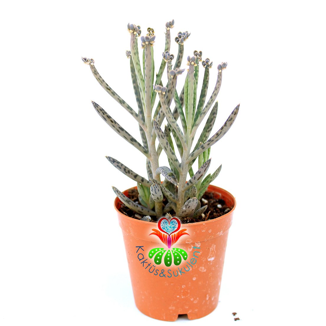 Kalanchoe Delagoensis 'Chandelier Plant' Avize Bitkisi--5,5 cm Saksıda-Aşkın Gözyaşı