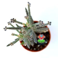 Kalanchoe Delagoensis 'Chandelier Plant' Avize Bitkisi--5,5 cm Saksıda-Aşkın Gözyaşı