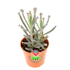 Kalanchoe Delagoensis 'Chandelier Plant' Avize Bitkisi--5,5 cm Saksıda-Aşkın Gözyaşı