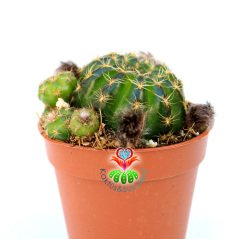 Lobivia Arachnacantha (Echinopsis)-Sarı Renk Çiçek Açar -5,5 cm Saksıda-Yavrulu Halde-Tomurcuklu