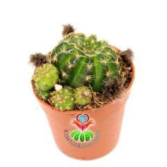 Lobivia Arachnacantha (Echinopsis)-Sarı Renk Çiçek Açar -5,5 cm Saksıda-Yavrulu Halde-Tomurcuklu
