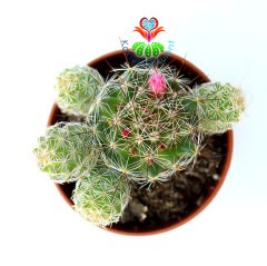Mammillaria Gracilis Fragilis Yavrulu Halde-Pembe Çiçek Açan Kaktüs -5,5 cm Saksıda