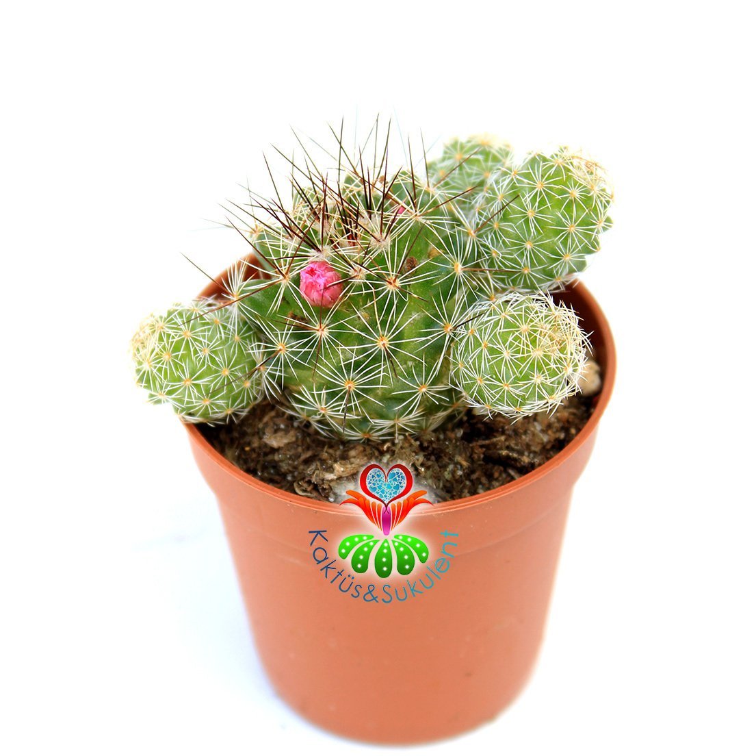 Mammillaria Gracilis Fragilis Yavrulu Halde-Pembe Çiçek Açan Kaktüs -5,5 cm Saksıda