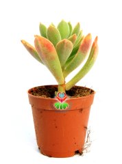 Echeveria Pulvinata Frosty -Kızaran Tüylü Yapraklı -5,5 cm Saksıda