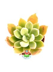 Echeveria Pulvinata Frosty -Kızaran Tüylü Yapraklı -5,5 cm Saksıda