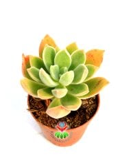 Echeveria Pulvinata Frosty -Kızaran Tüylü Yapraklı -5,5 cm Saksıda