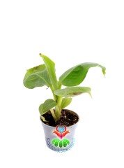 Muz Ağacı Fidanı- Musa Cavendishi-10 cm Saksıda 50 cm Uzunluğunda-İç Mekanda Yetiştirilebilir