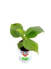 Muz Ağacı Fidanı- Musa Cavendishi-10 cm Saksıda 50 cm Uzunluğunda-İç Mekanda Yetiştirilebilir