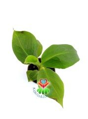 Muz Ağacı Fidanı- Musa Cavendishi-10 cm Saksıda 50 cm Uzunluğunda-İç Mekanda Yetiştirilebilir