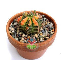 Gymnocalycium Mihanovichii Variegata Tricolor-12 cm Saksıda-Anaç-Nadir Tür