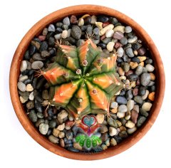 Gymnocalycium Mihanovichii Variegata Tricolor-12 cm Saksıda-Anaç-Nadir Tür