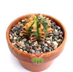 Gymnocalycium Mihanovichii Variegata Tricolor-12 cm Saksıda-Anaç-Nadir Tür