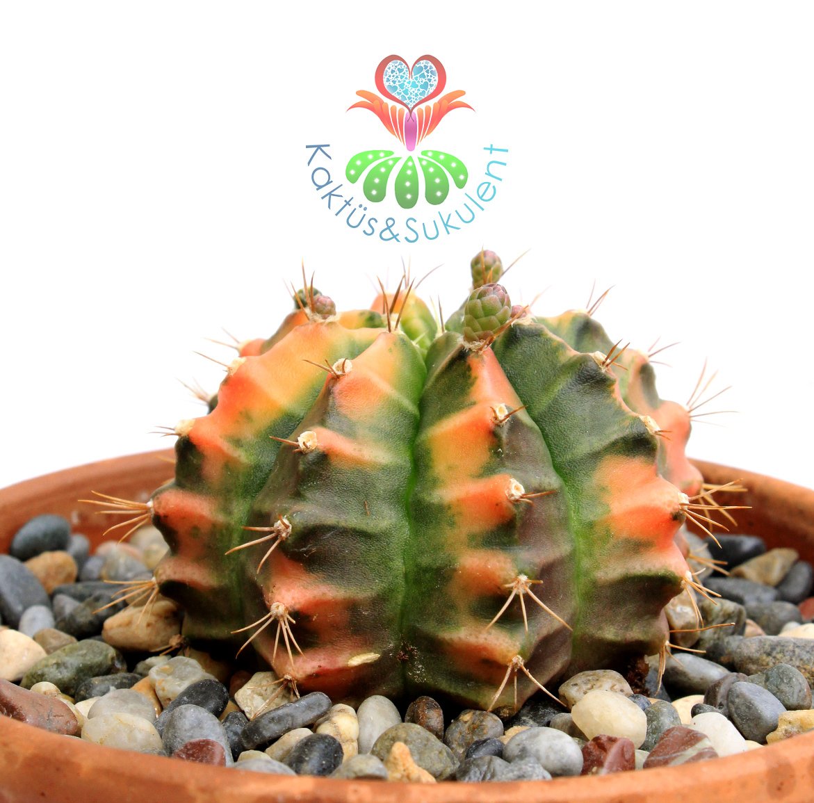 Gymnocalycium Mihanovichii Variegata Tricolor-12 cm Saksıda-Anaç-Nadir Tür
