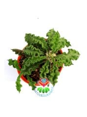 Euphorbia Decaryi-Çok Çok Nadir Tür-Caudex Form Alır-8 cm Saksıda