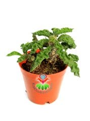 Euphorbia Decaryi-Çok Çok Nadir Tür-Caudex Form Alır-8 cm Saksıda