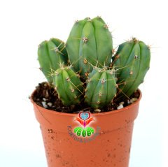 Mavi Kaktüs,Myrtillocactus Geometrizans Bir Saksıda Çok Adet-5,5 cm saksıda